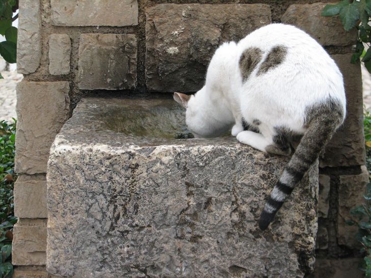 Bu kedi kalbini nasıl kıracağını biliyor.