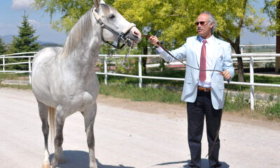 Katara Atların spermaları üretilip satılmış!