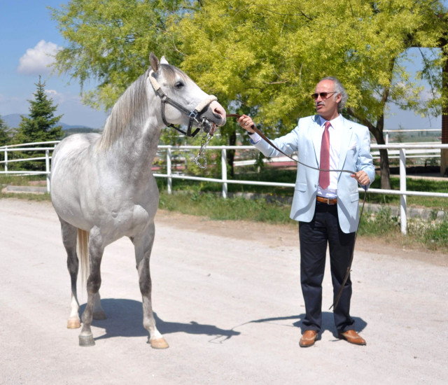 Katara Atların spermaları üretilip satılmış!