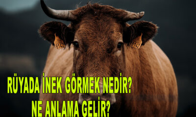 rüyada inek görmek nedir? Ne anlama gelir?