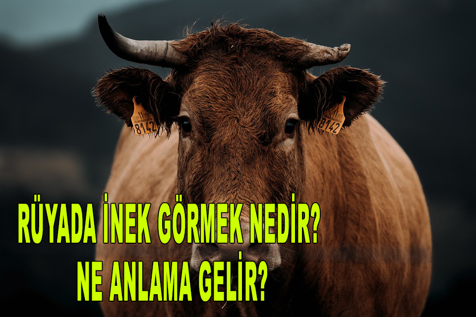 rüyada inek görmek nedir? Ne anlama gelir?