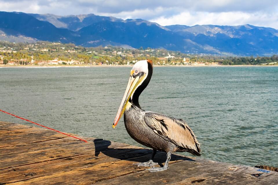 Santa Barbara Doğu Plajı, Kaliforniya