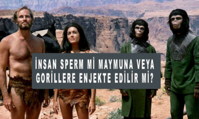 İnsan Sperm mi maymuna veya gorillere enjekte edilir mi?