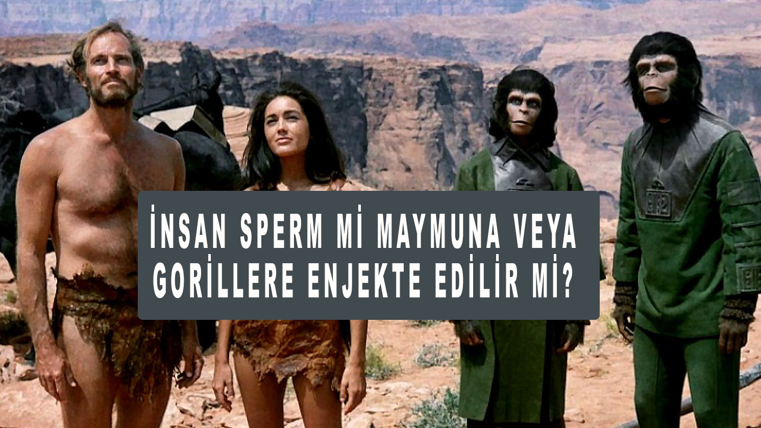 İnsan Sperm mi maymuna veya gorillere enjekte edilir mi?