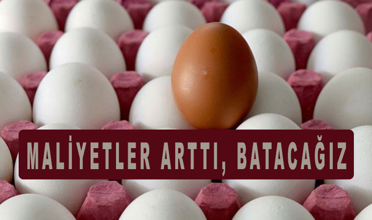 Yumurta üreticileri isyan bayrağını çekti: Maliyetler Arttı, Batacağız