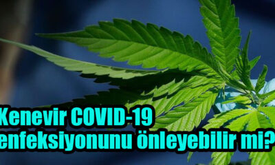 Kenevir COVID-19 enfeksiyonunu önleyebilir