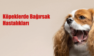 Köpeklerde Bağırsak Hastalıkları