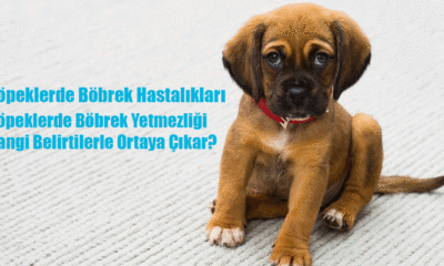 Köpeklerde Böbrek Hastalıkları