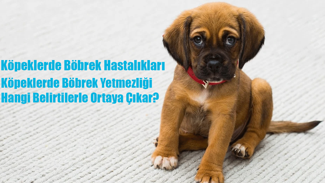 Köpeklerde Böbrek Hastalıkları