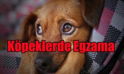 Köpeklerde Egzama