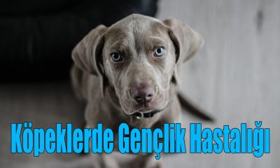 Köpeklerde Gençlik Hastalığı