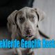 Köpeklerde Gençlik Hastalığı