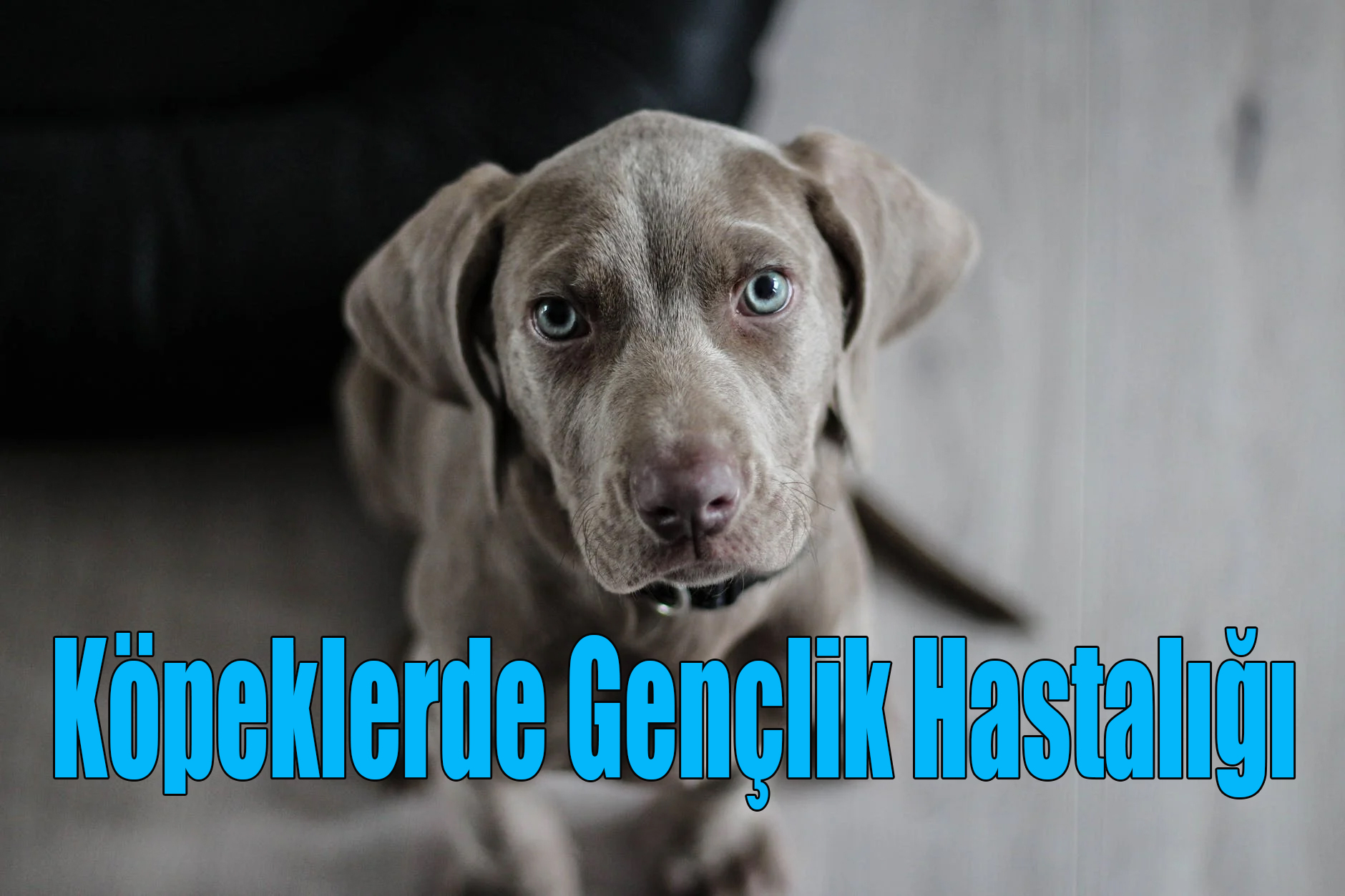 Köpeklerde Gençlik Hastalığı