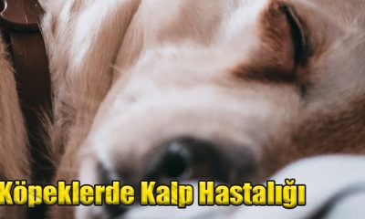 Köpeklerde Kalp Hastalığı