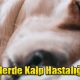 Köpeklerde Kalp Hastalığı