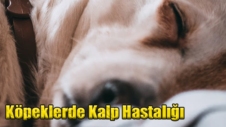 Köpeklerde Kalp Hastalığı