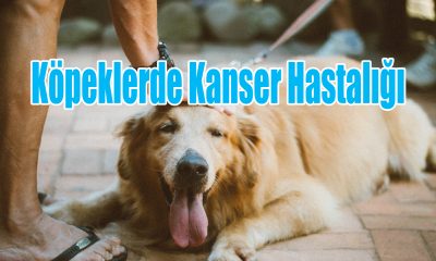 Köpeklerde Kanser Hastalığı