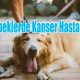 Köpeklerde Kanser Hastalığı