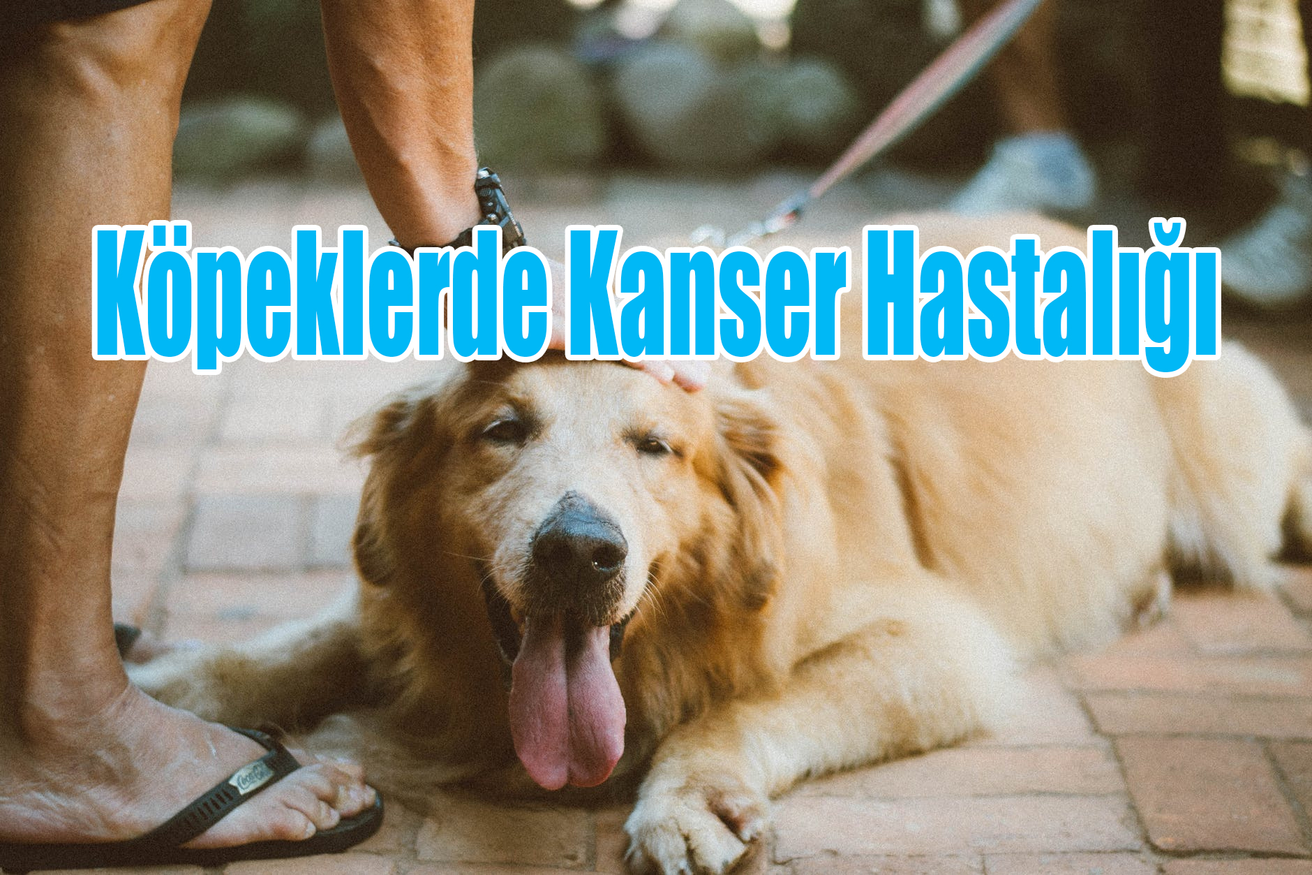 Köpeklerde Kanser Hastalığı