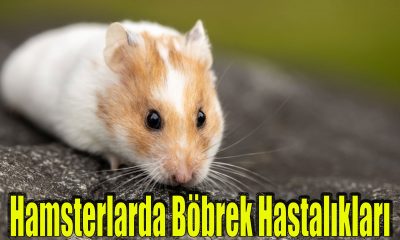 Hamsterlarda Böbrek Hastalıkları