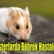 Hamsterlarda Böbrek Hastalıkları