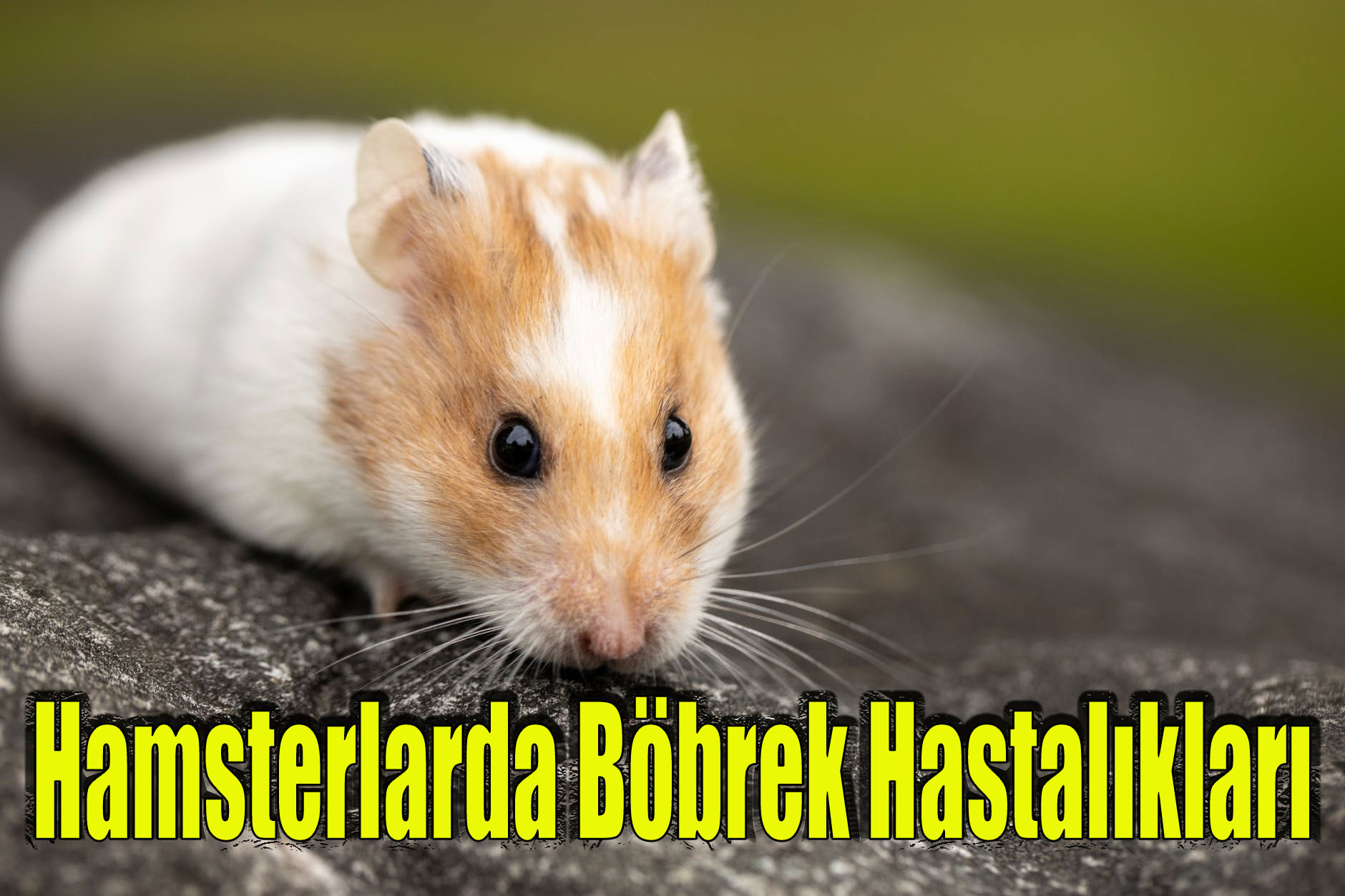 Hamsterlarda Böbrek Hastalıkları