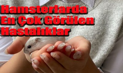 Hamsterlarda En Çok Görülen Hastalıklar