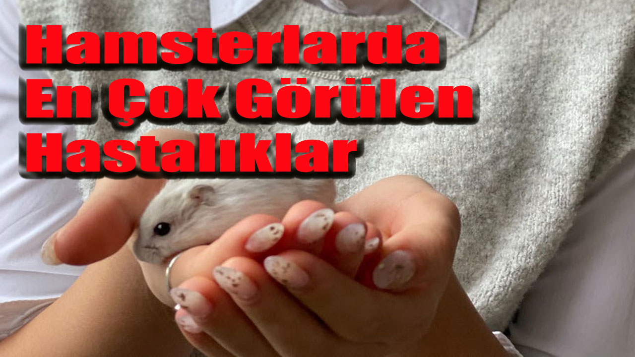 Hamsterlarda En Çok Görülen Hastalıklar