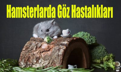 Hamsterlarda Göz Hastalıkları