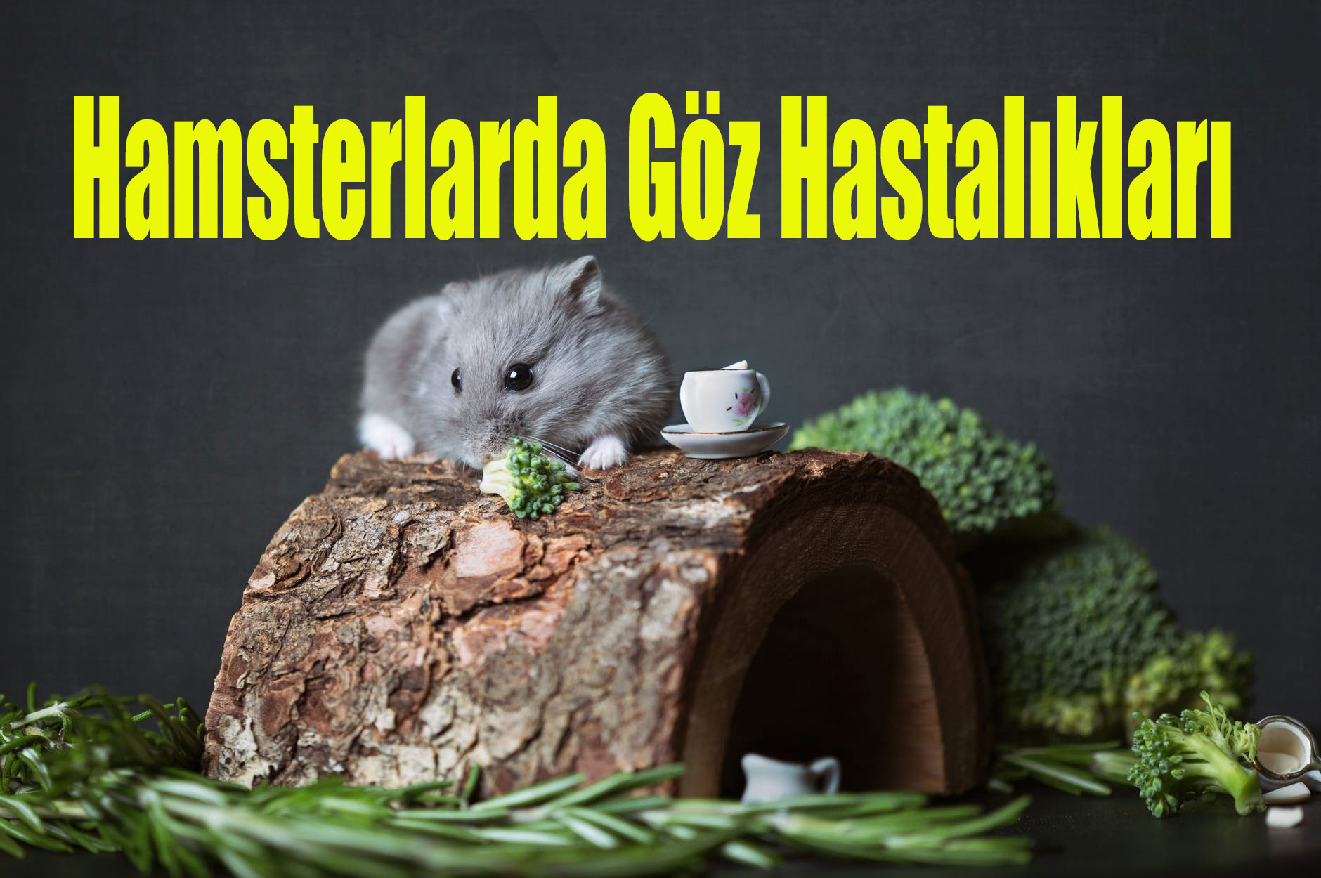 Hamsterlarda Göz Hastalıkları