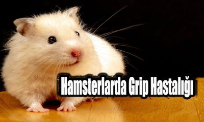 Hamsterlarda Grip Hastalığı