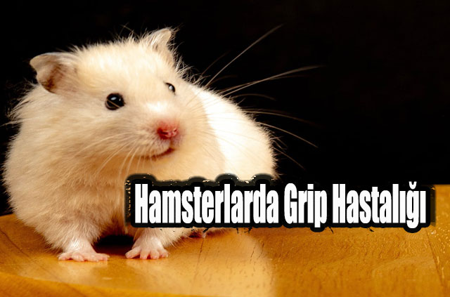 Hamsterlarda Grip Hastalığı