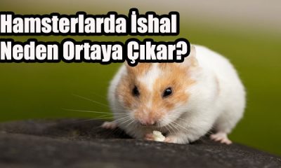 Hamsterlarda İshal