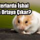 Hamsterlarda İshal