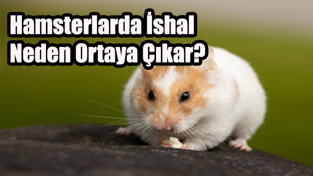 Hamsterlarda İshal