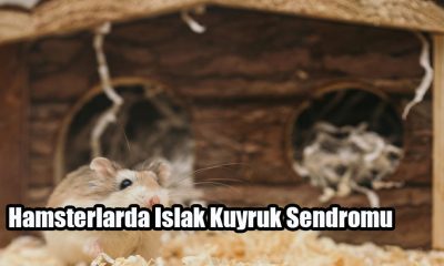 Hamsterlarda Islak Kuyruk Sendromu