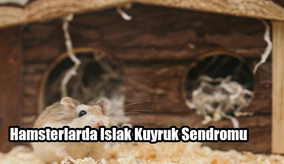 Hamsterlarda Islak Kuyruk Sendromu