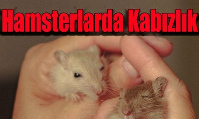 Hamsterlarda Kabızlık