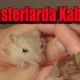 Hamsterlarda Kabızlık