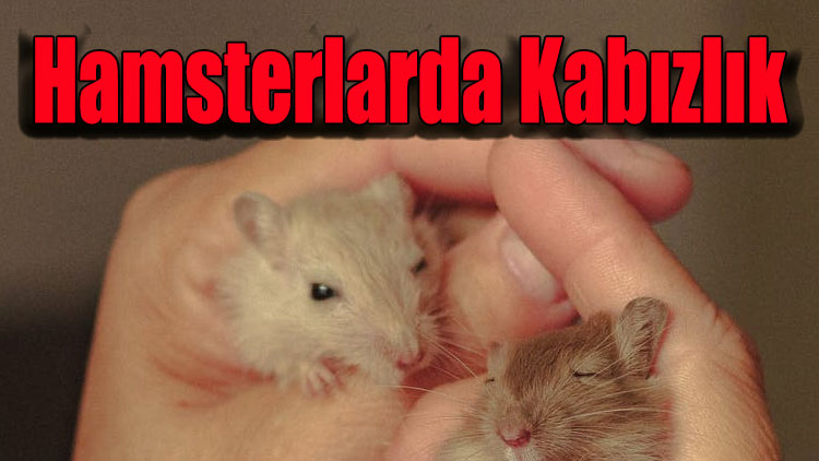 Hamsterlarda Kabızlık