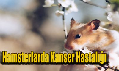 Hamsterlarda Kanser Hastalığı