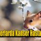 Hamsterlarda Kanser Hastalığı