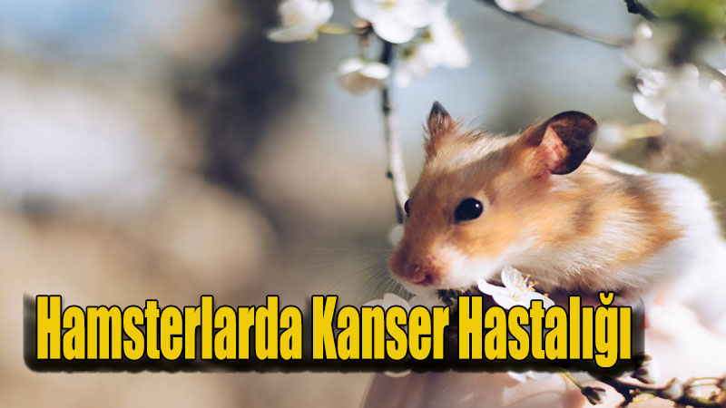 Hamsterlarda Kanser Hastalığı