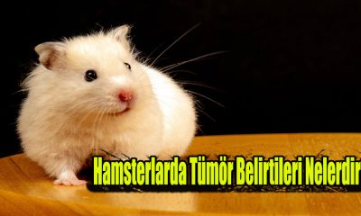 Hamsterlarda Tümör Belirtileri Nelerdir?