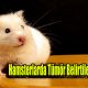 Hamsterlarda Tümör Belirtileri Nelerdir?