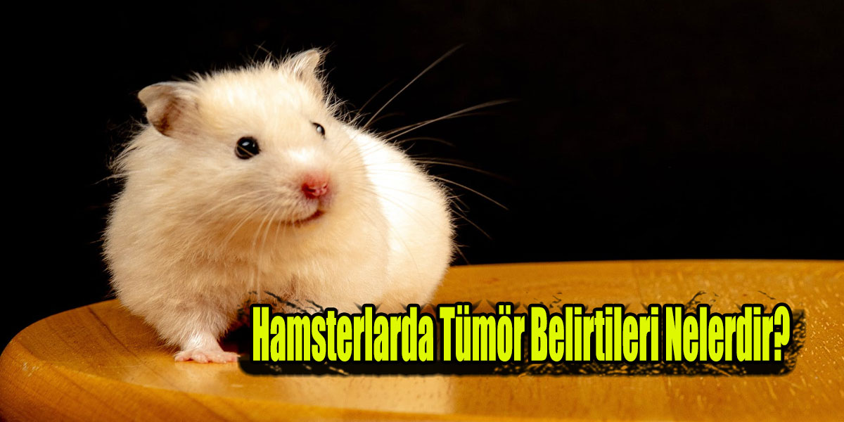 Hamsterlarda Tümör Belirtileri Nelerdir?