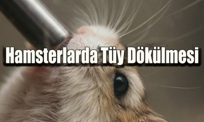 Hamsterlarda Tüy Dökülmesi