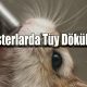 Hamsterlarda Tüy Dökülmesi