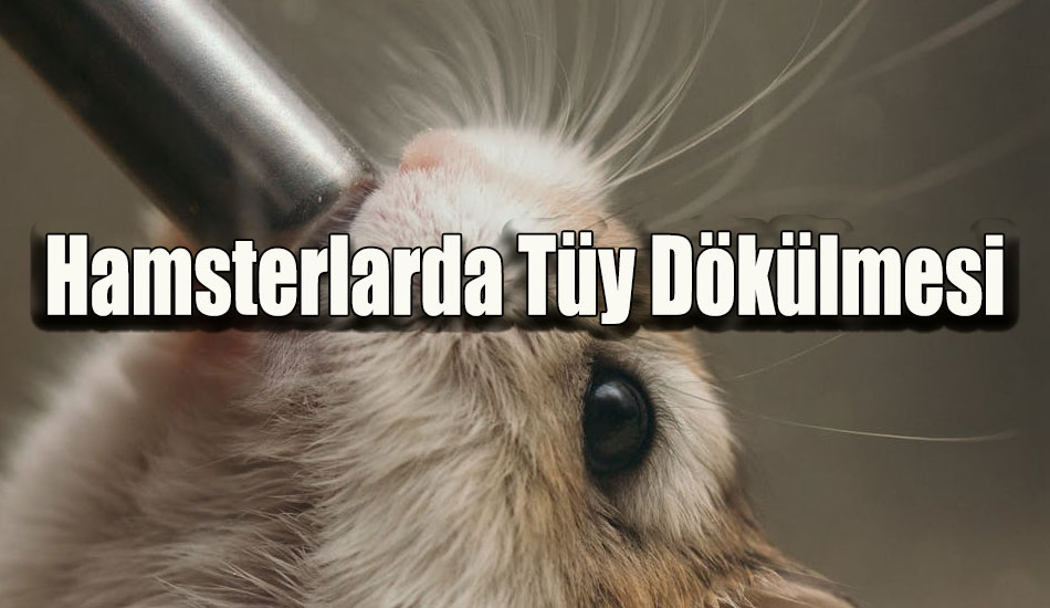 Hamsterlarda Tüy Dökülmesi