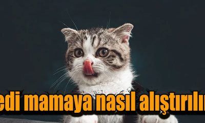 Kedi mamaya nasıl alıştırılır?